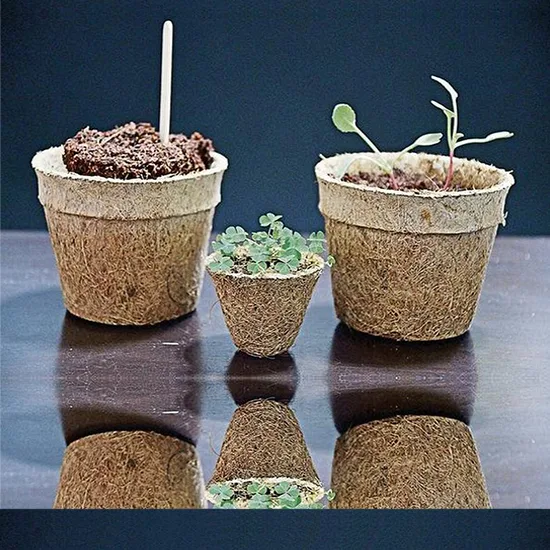 Seedlings growing in coir pots